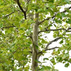 American Sycamore Tree 3 Bare-root 12-18 Inch Tall | Fast Growing, Large Shade Tree