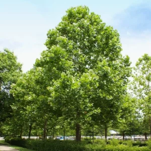 American Sycamore Tree 3 Bare-root 12-18 Inch Tall | Fast Growing, Large Shade Tree