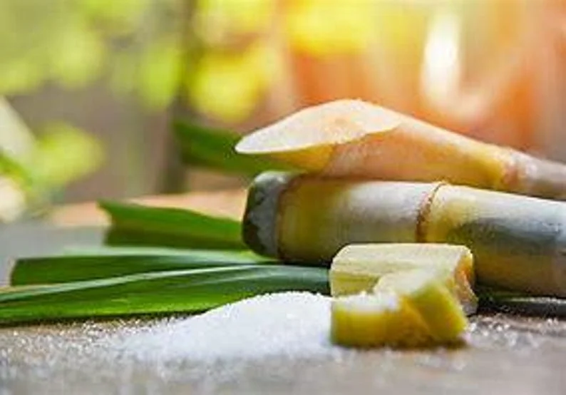 Amie’s Garden Sugarcane Tree - 3 Feet - 3 Gallon Pot - Fast Growing & Easy Care