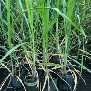 Amie’s Garden Sugarcane Tree - 3 Feet - 3 Gallon Pot - Fast Growing & Easy Care