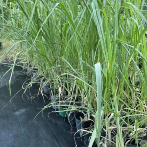 Amie’s Garden Sugarcane Tree - 3 Feet - 3 Gallon Pot - Fast Growing & Easy Care