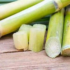 Amie’s Garden Sugarcane Tree - 3 Feet - 3 Gallon Pot - Fast Growing & Easy Care