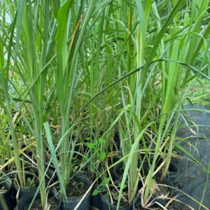 Amie’s Garden Sugarcane Tree - 3 Feet - 3 Gallon Pot - Fast Growing & Easy Care