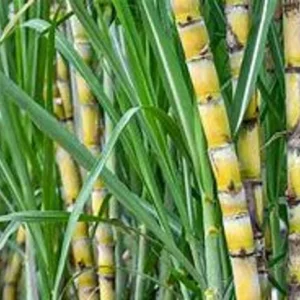 Amie’s Garden Sugarcane Tree - 3 Feet - 3 Gallon Pot - Fast Growing & Easy Care