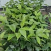 Angel Wing Jasmine Starter Live Plant 5-7", Jasmine Nitidum, Fragrant Flowers