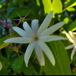 Angel Wing Jasmine Starter Live Plant 5-7
