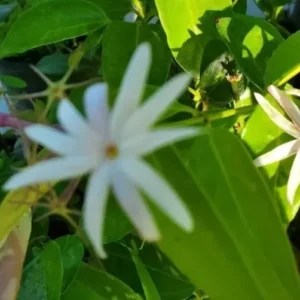 Angel Wing Jasmine Starter Live Plant 5-7