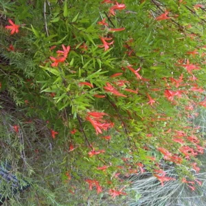 Anisacanthus quadrifidus Flame Acanthus Texas Native 1 Gallon – Red-Orange Blooms, Drought Tolerant