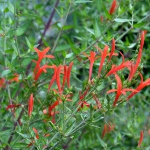 Anisacanthus quadrifidus Flame Acanthus Texas Native 1 Gallon – Red-Orange Blooms, Drought Tolerant