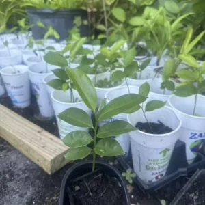 Annona Muricata Graviola Soursop Guanabana Potted Starter Plant - Tropical, Edible Tree, Size 7-9