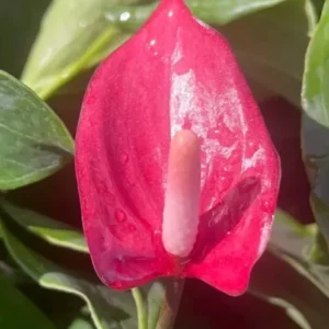 Anthurium Live Plant - 4