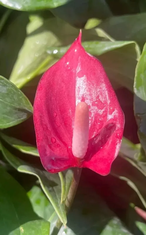 Anthurium Live Plant - 4" Pot - Pink Fuchsia Flowers - Flowering Houseplant