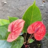 Anthurium Live Plant - 4" Pot - Red Flowers - Flowering Houseplant