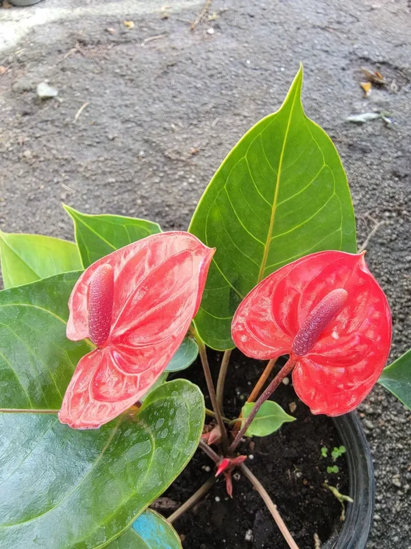 Anthurium Live Plant - 4" Pot - Red Flowers - Flowering Houseplant