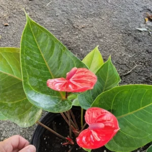 Anthurium Live Plant - 4