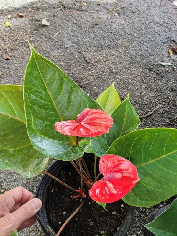Anthurium Live Plant - 4" Pot - Red Flowers - Flowering Houseplant