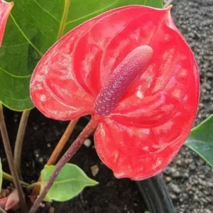 Anthurium Live Plant - 4