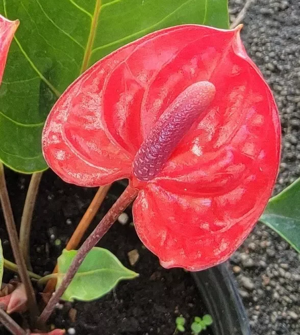 Anthurium Live Plant - 4" Pot - Red Flowers - Flowering Houseplant