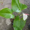 Anthurium Live Plant - White Flowers - 4" Pot - Flowering Houseplant