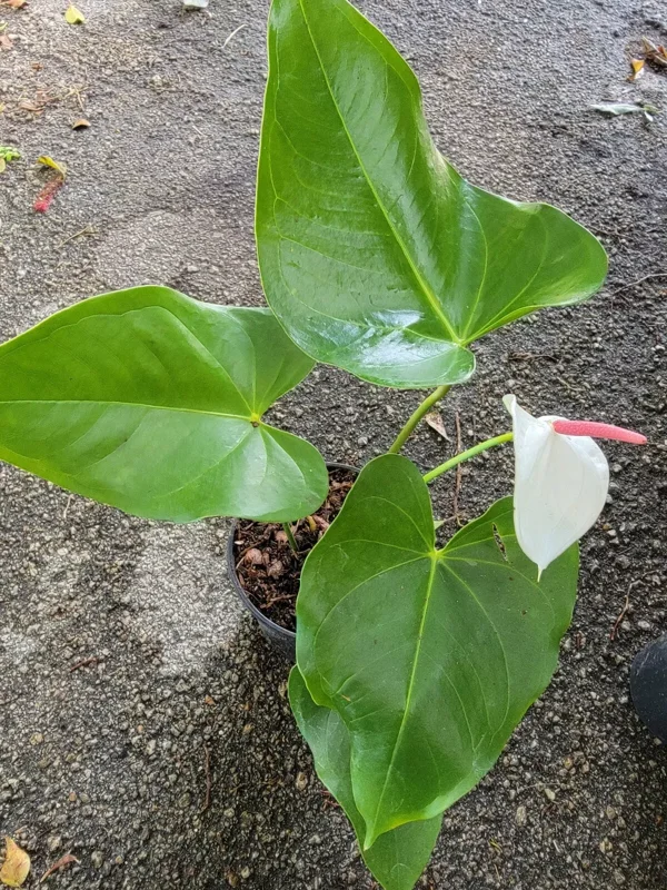 Anthurium Live Plant - White Flowers - 4" Pot - Flowering Houseplant