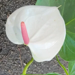 Anthurium Live Plant - White Flowers - 4