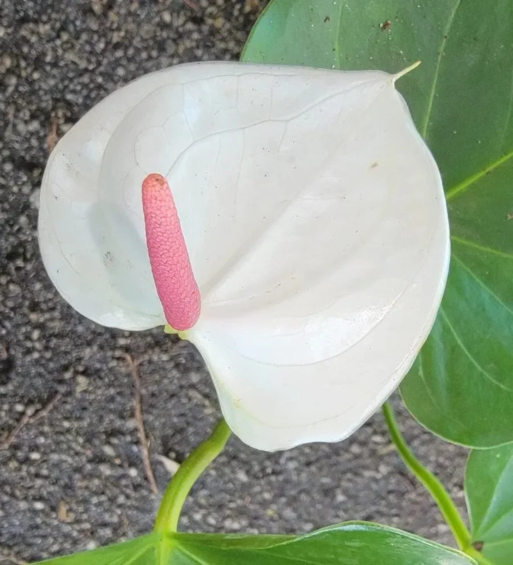 Anthurium Live Plant - White Flowers - 4" Pot - Flowering Houseplant
