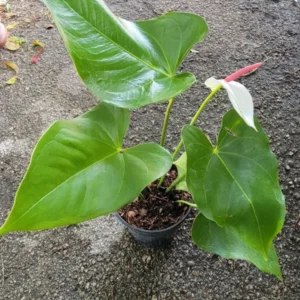 Anthurium Live Plant - White Flowers - 4
