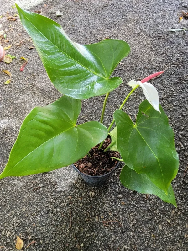 Anthurium Live Plant - White Flowers - 4" Pot - Flowering Houseplant