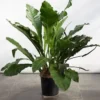 Anthurium Water Dragon Starter Plant - 10 to 12" Tall, 4" Pot