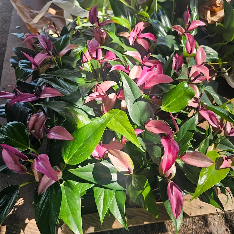 Anthurium Zizou Flowering Houseplant - Pink Blooms - 4in Pot