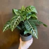 Aphelandra Zebra Plant - 4 Inch Potted Flowering Plant for Home Garden Decor
