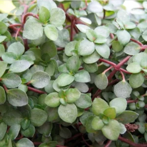 Aquamarine Baby Tears - Pilea Glauca - 2 Pack Indoor Houseplants in 2