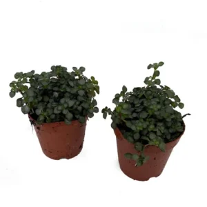 Aquamarine Baby Tears - Pilea Glauca - 2 Pack Indoor Houseplants in 2