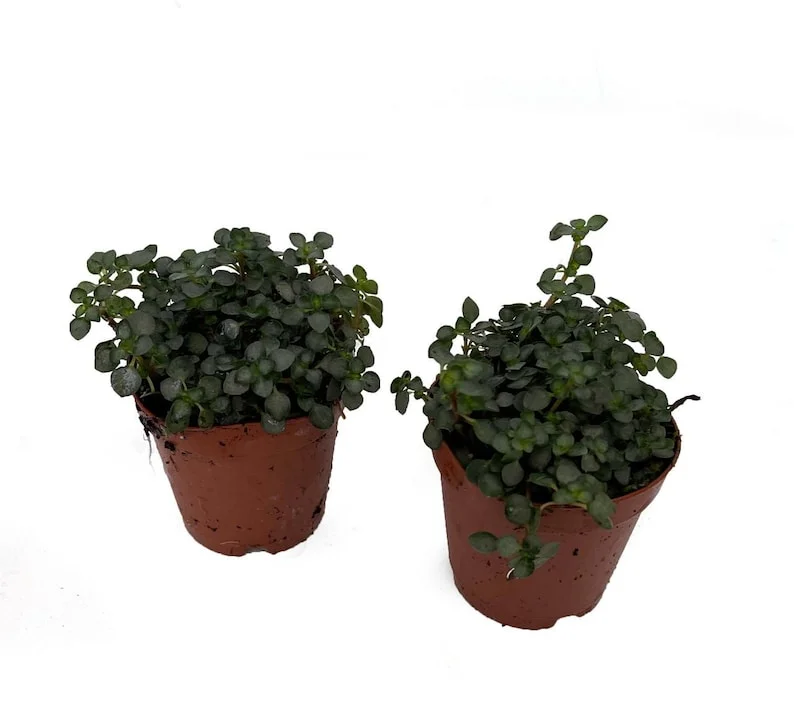 Aquamarine Baby Tears - Pilea Glauca - 2 Pack Indoor Houseplants in 2" Pots
