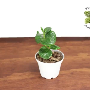 Arabica Coffee Plant - 2 Inch Potted Coffee Plant - Grow Your Own Coffee Beans