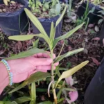 Aranchni Flos Orchid Cutting - 10" - Aranda Leopard - Aeris Vanda