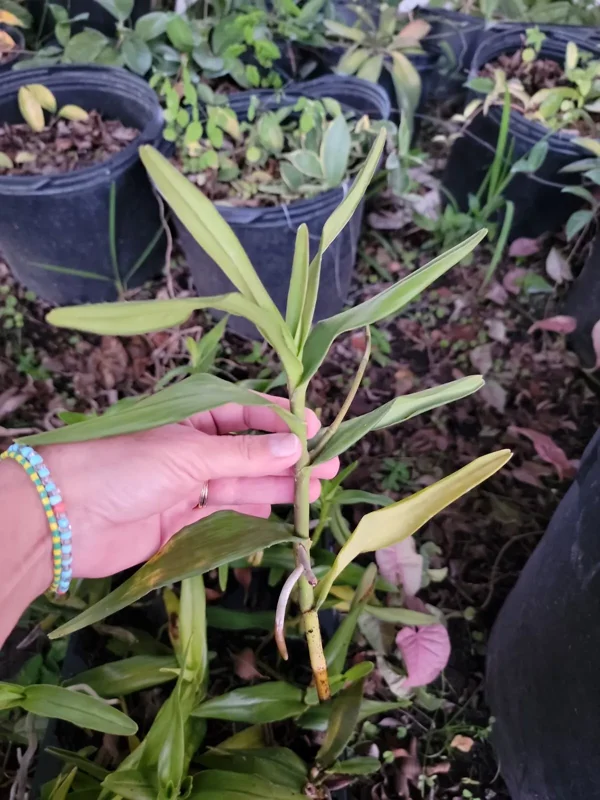Aranchni Flos Orchid Cutting - 10" - Aranda Leopard - Aeris Vanda