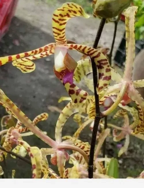 Aranchni Flos Orchid Cutting - 10" - Aranda Leopard - Aeris Vanda