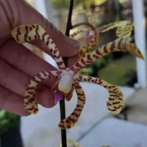 Aranchni Flos Orchid Cutting - 10