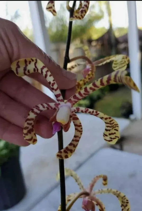 Aranchni Flos Orchid Cutting - 10" - Aranda Leopard - Aeris Vanda