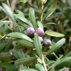 Arbequina Olive Tree - Live Fruit Tree | 4-8" Tall | Cold Hardy