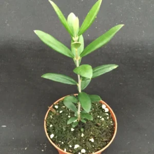 Arbequina Olive Tree - Self-Fertile and Hardy - Rooted Plant in 3" Pot