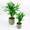 Areca Palm Plant - 2.5 inch Potted Tropical Houseplant