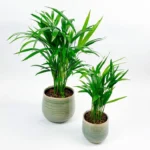 Areca Palm Plant - 2.5 inch Potted Tropical Houseplant