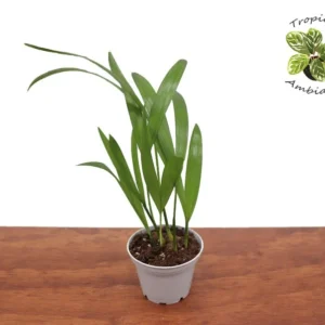 Areca Palm Plant - 2.5 inch Potted Tropical Houseplant