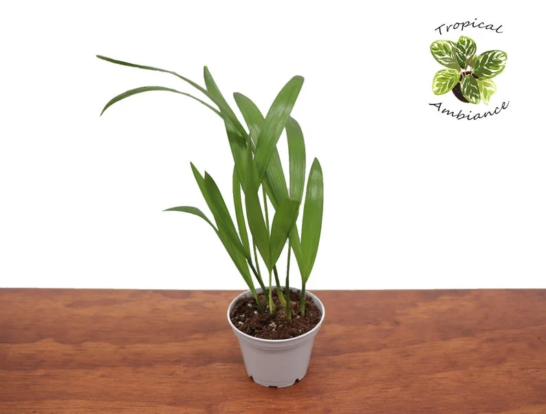 Areca Palm Plant - 2.5 inch Potted Tropical Houseplant
