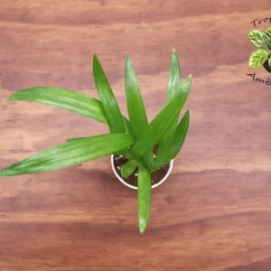 Areca Palm Plant - 2.5 inch Potted Tropical Houseplant