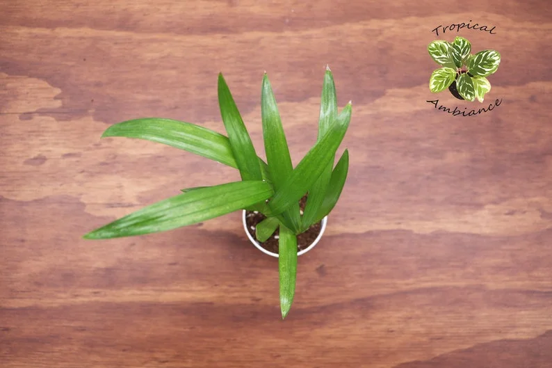 Areca Palm Plant - 2.5 inch Potted Tropical Houseplant