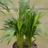 Areca Palm Plant 4'' Potted Houseplant - Tropical Decor