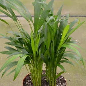Areca Palm Plant 4'' Potted Houseplant - Tropical Decor